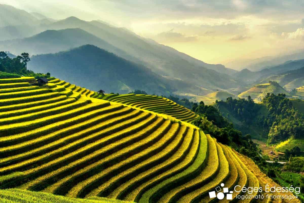 Read more about the article 40 éven belül eltűnhet a csoki az étrendünkből????