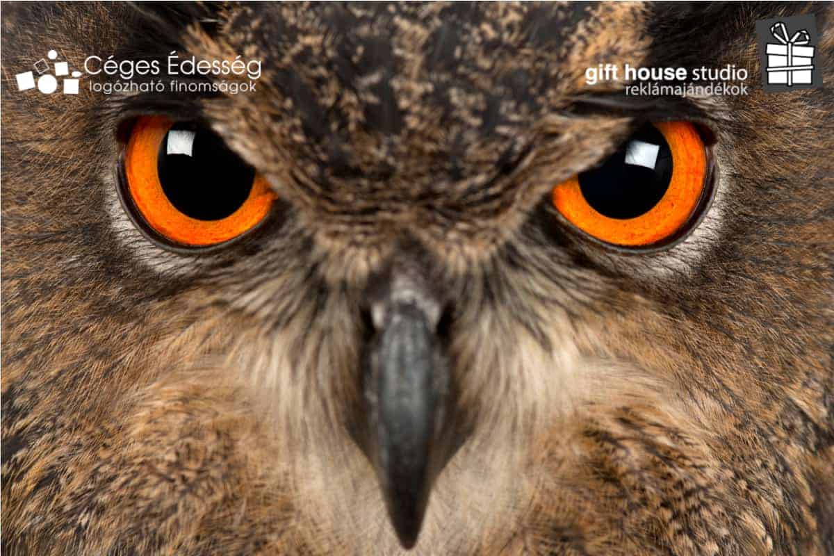 Read more about the article Embert legjobb barátjáról, vadmadarat reklámtolláról…