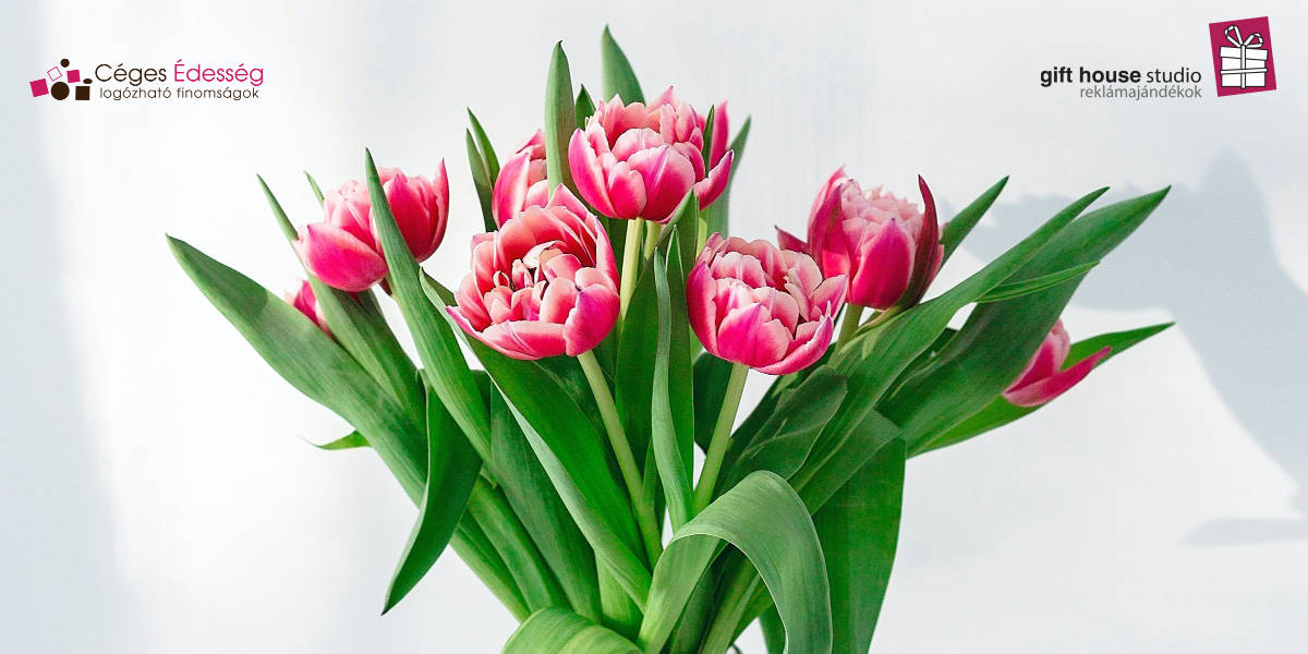 Read more about the article Szeresd a nőt! ?