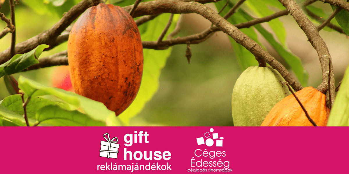 Read more about the article A csokoládé története